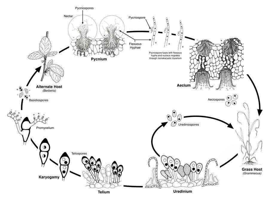 Life cycle