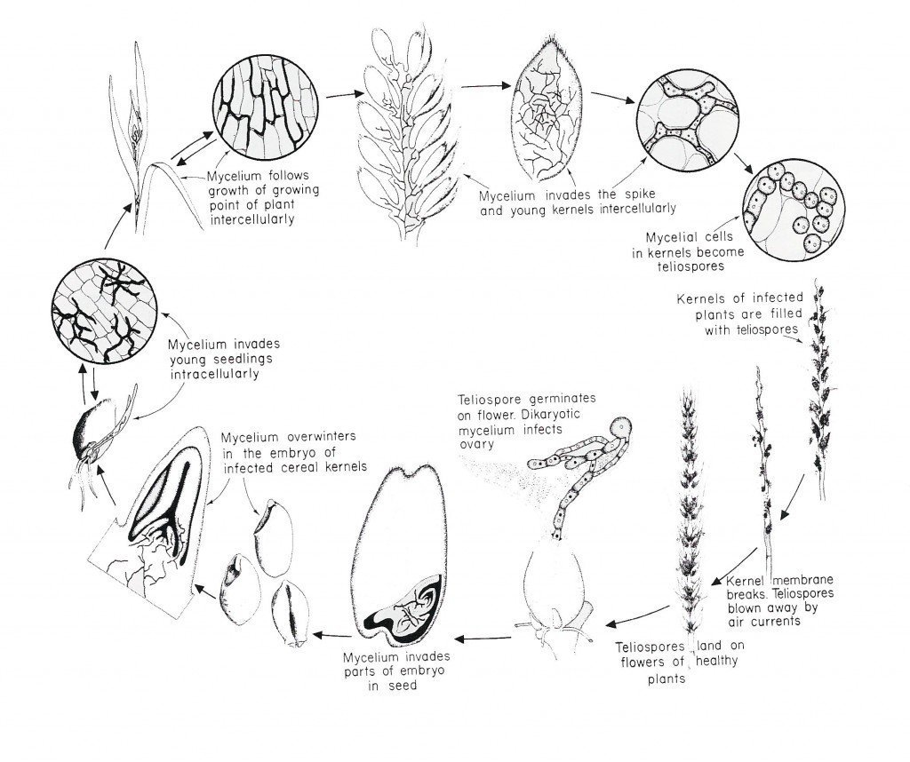 Ustilago nuda f. sp tritici hastalığının yaşam çemberi