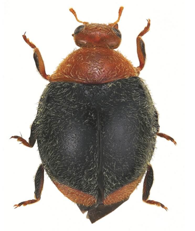 Cryptolaemus montrouzieri