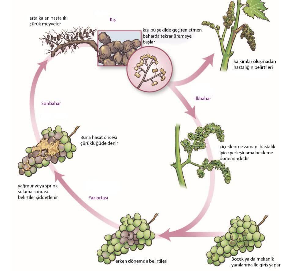 Botrytis cinerea kısaca hayat döngüsü