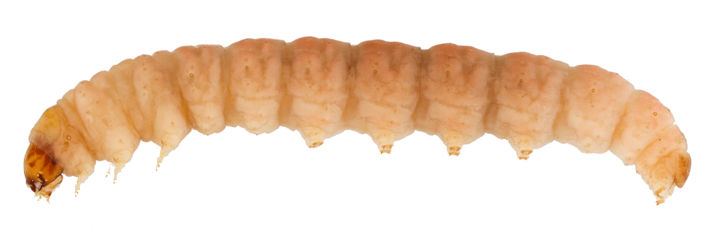 molesta-larva