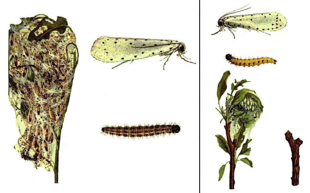 yponomeuta-padella-horz