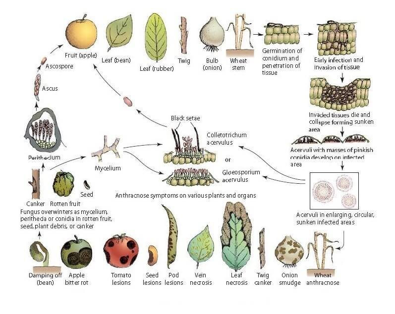 glomeralla-cingulata-life-cycle