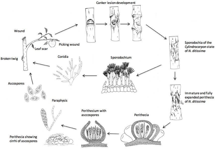 life-cycle