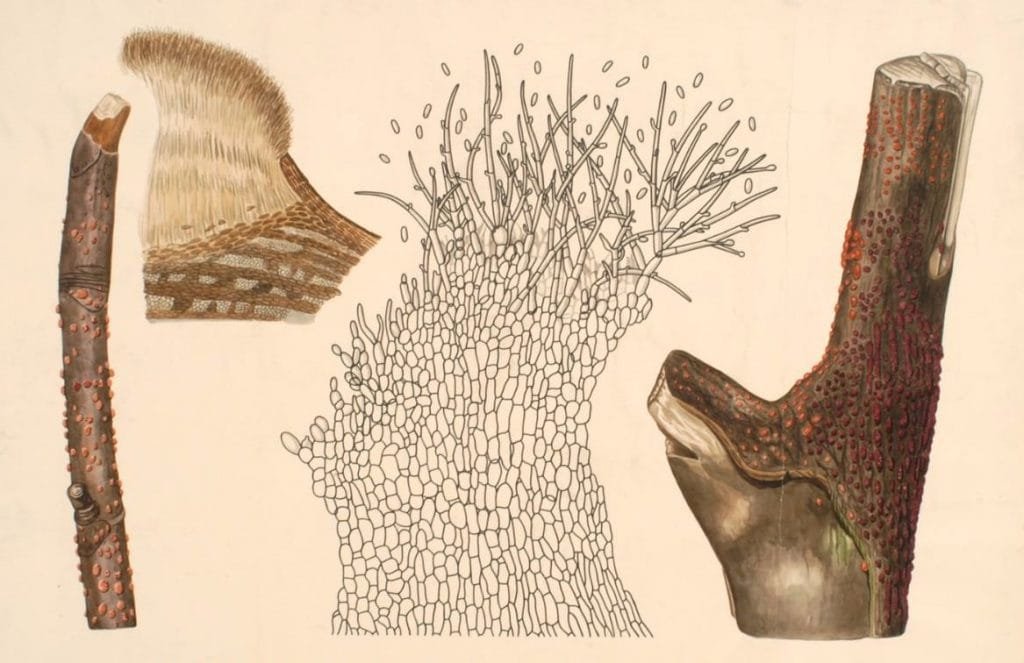 nectria-cinnabarina