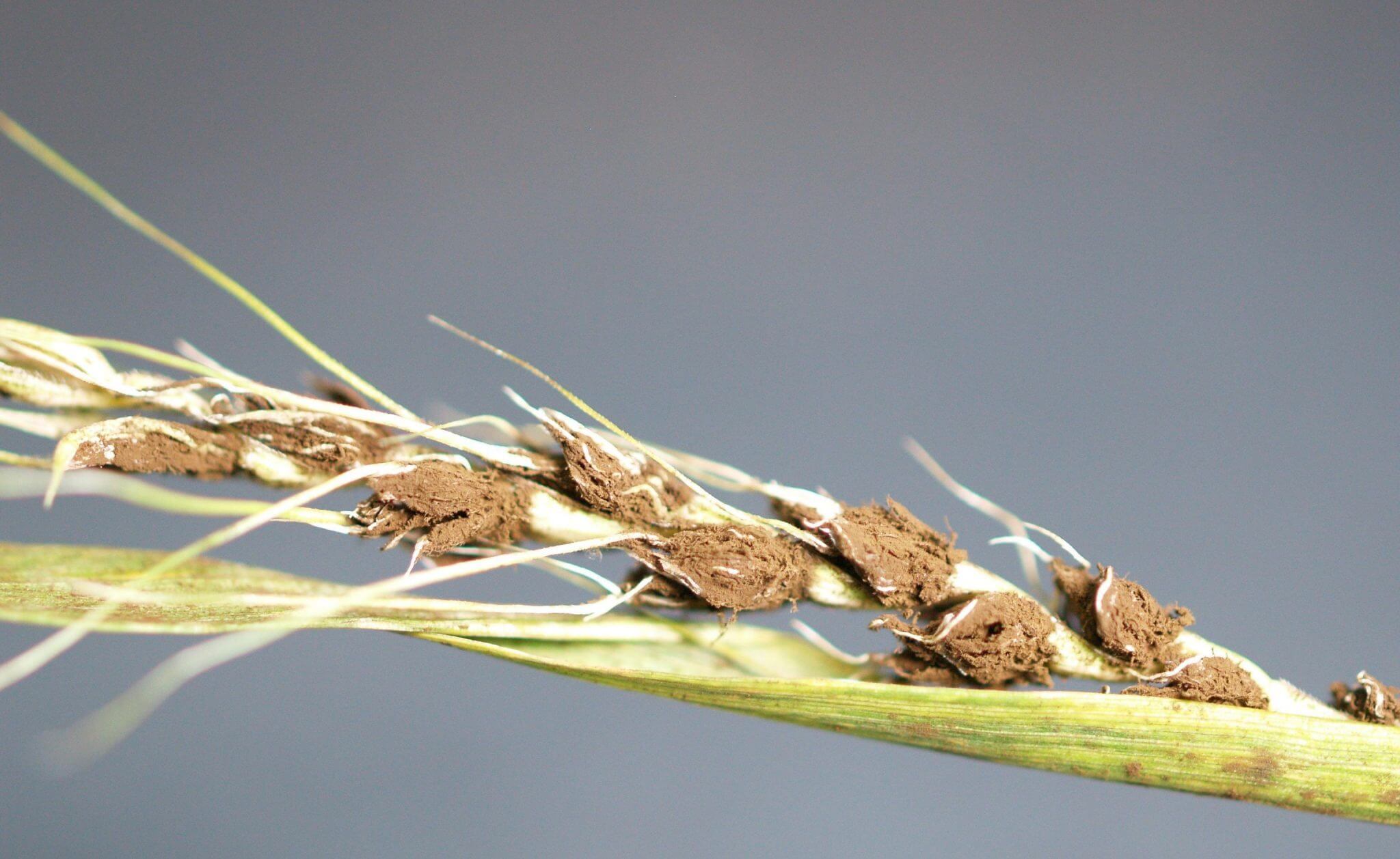 Wheat leaf rust фото 36